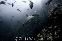 Scalloped hammerhead, Cocos, Christmas Eve 2007. by Chris Wildblood 